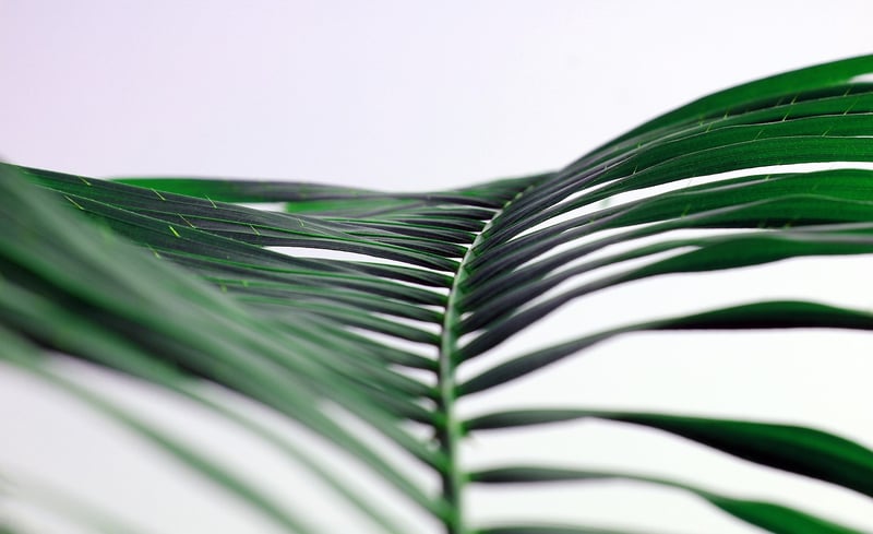Tropical Garden